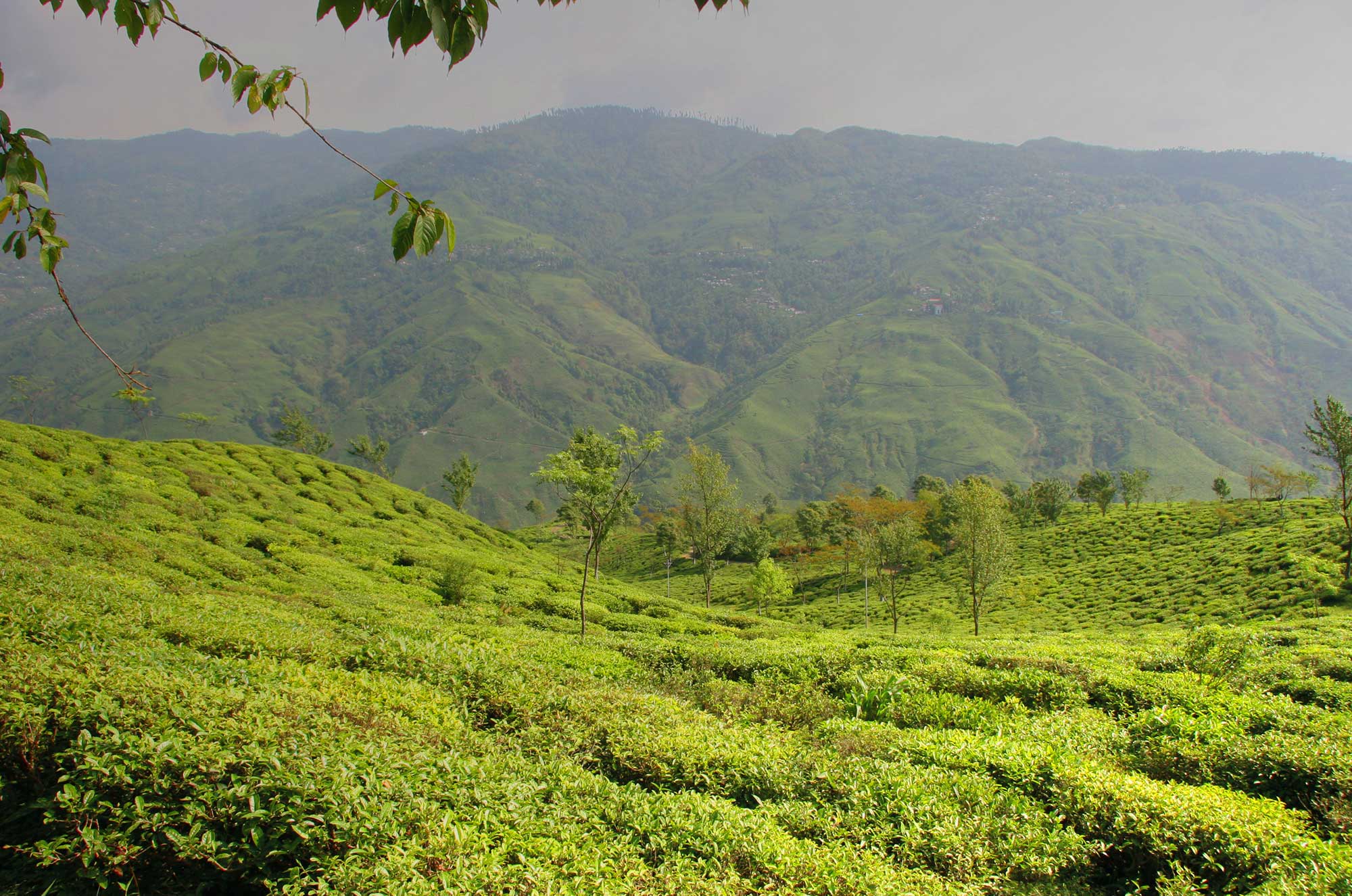 Webseite-Header_Limited-Leaves